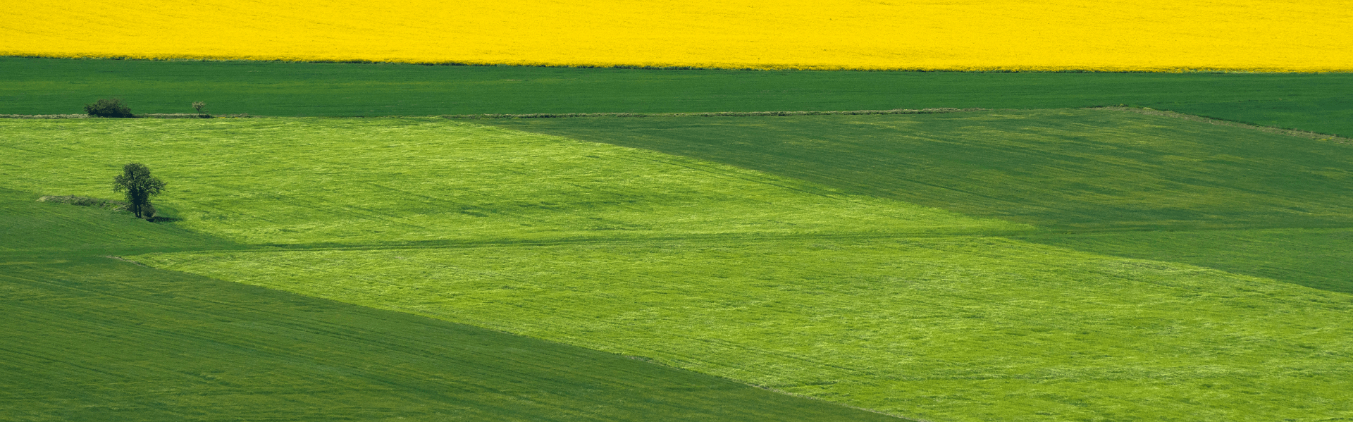 Agribusiness and Food